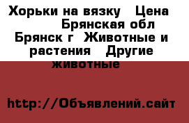 Хорьки на вязку › Цена ­ 1 000 - Брянская обл., Брянск г. Животные и растения » Другие животные   